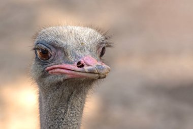 Tayland parkında devekuşu kafası ve boyun portresi.