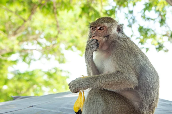 Pequeño Mono Bebé Sentado Comiendo Plátano Tailandia Parque — Foto de Stock