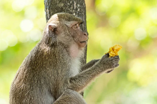 Pequeño Mono Bebé Sentado Comiendo Plátano Tailandia Parque — Foto de Stock