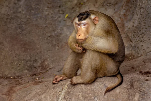 Macaco Rhesus Macaca Mulata Sentado Pensando Cornisa Roca Concepto Mono — Foto de Stock