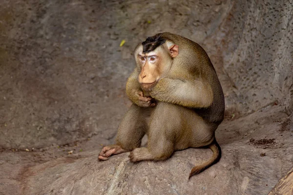 Macaco Rhesus Macaca Mulata Sentado Pensando Cornisa Roca Concepto Mono — Foto de Stock