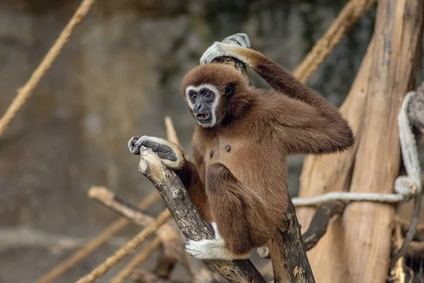 Vista Frontal Del Retrato Colobinae Monkey Trepando Árbol — Foto de Stock