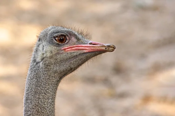 Vista Lateral Avestruz Pássaro Cabeça Pescoço Frente Retrato Parque Tailândia — Fotografia de Stock