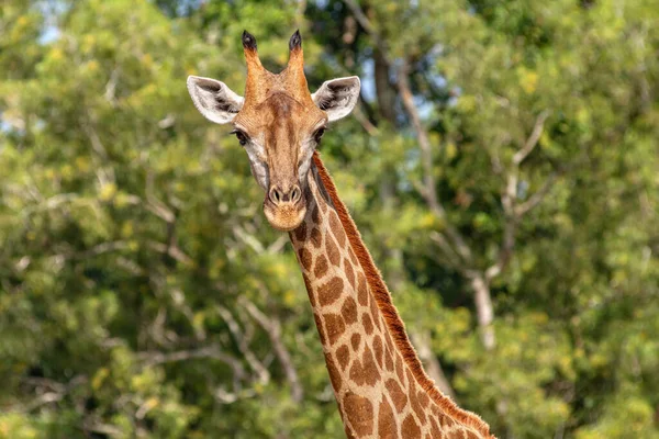 Вид Спереди Жирафа Перед Большими Зелеными Деревьями — стоковое фото