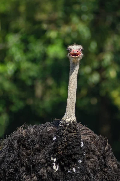 Frente Vista Avestruz Pássaro Cabeça Pescoço Frente Retrato Parque Tailândia — Fotografia de Stock