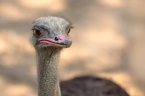 front view ostrich bird head and neck front portrait in the Thailand park