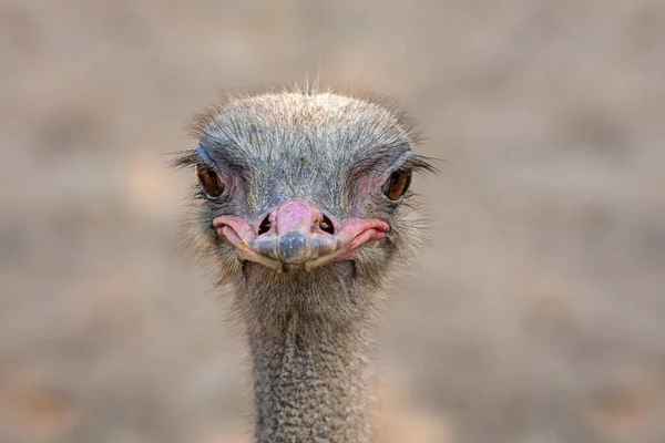 Vue Face Autruche Oiseau Tête Cou Portrait Devant Dans Parc — Photo