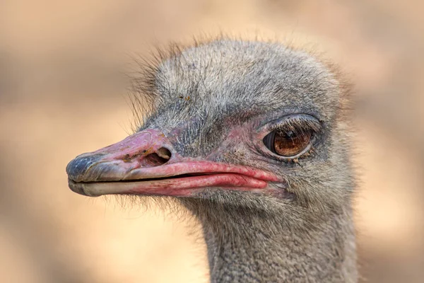 side view ostrich bird head and neck front portrait in the Thailand park