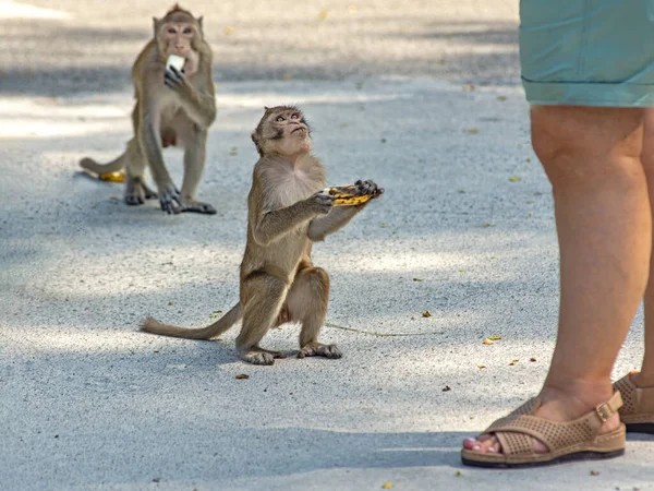 Pequeño Mono Bebé Sentado Ruega Por Comida Tailandia Parque — Foto de Stock