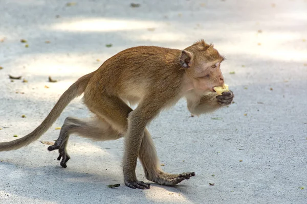 Pequeño Mono Bebé Yendo Comiendo Plátano Tailandia Parque — Foto de Stock