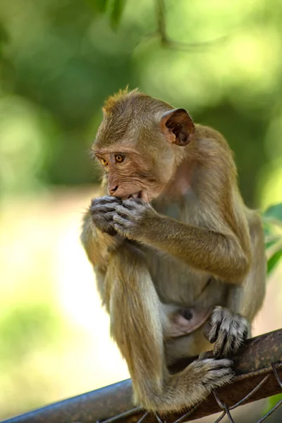 Pequeño Mono Bebé Sentado Comiendo Comida Humana Parque Tailandia — Foto de Stock
