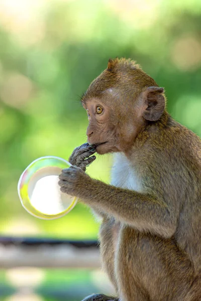 Pequeño Mono Bebé Sentado Comiendo Comida Humana Parque Tailandia — Foto de Stock