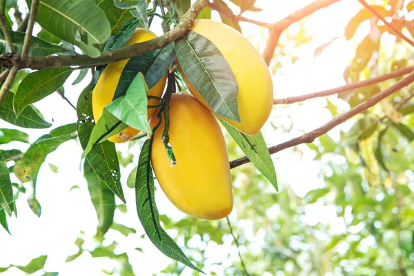 Closeup Mangoes Hanging Mango Farm Sun Light Effect Agricultural Industry Royalty Free Stock Images