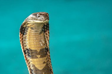 Yaklaş büyük yılan kobra yeşil halının üzerinde yüzükler içinde yatıyor.