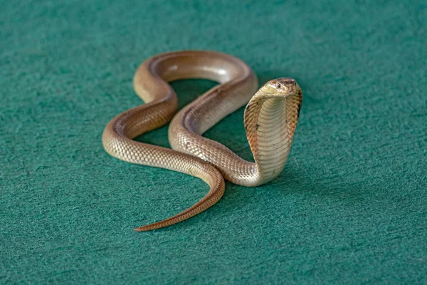 Grande Cobra Serpente Trova Anelli Sul Tappeto Verde — Foto Stock