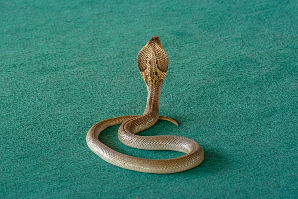 Large Snake Cobra Lies Rings Green Carpet — Stock Photo, Image