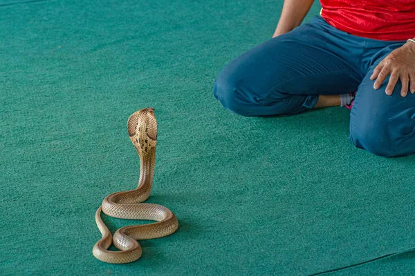 Snake Charmer Large Snake Cobra Lies Rings Green Carpet — Stock Photo, Image