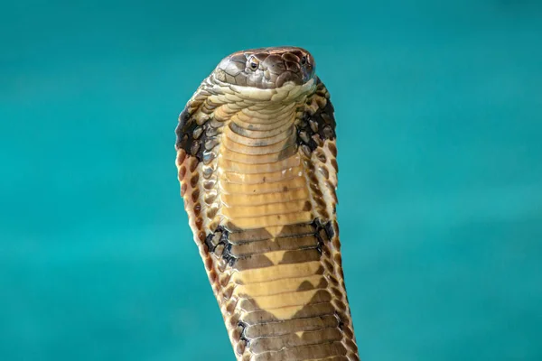 Closeup Large Snake Cobra Lies Rings Green Carpet — Stock Photo, Image