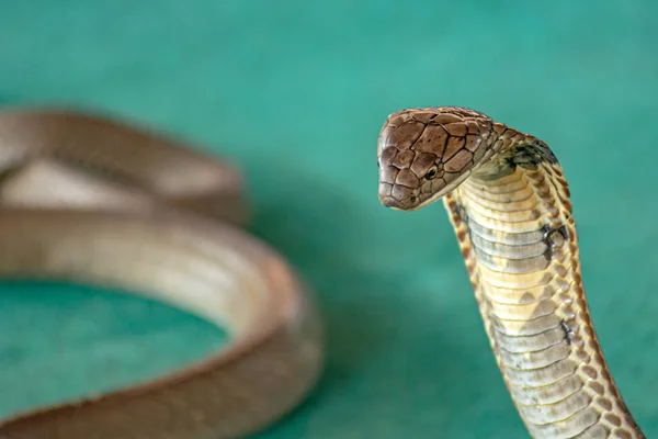 Primo Piano Grande Cobra Serpente Trova Anelli Sul Tappeto Verde — Foto Stock