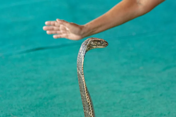 Змія Чарівник Великою Змією Кобра Лежить Кільцях Зеленому Килимі — стокове фото