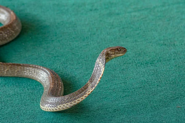 Large Snake Cobra Lies Rings Green Carpet — Stock Photo, Image