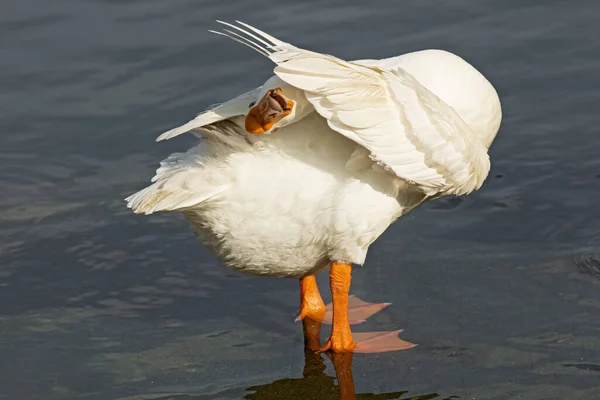 Close Portrait White Goose Combing Feathers Blue Lake — Stock Photo, Image