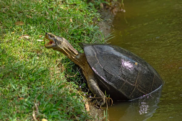 Портрет Гигантской Черепахи Поедающей Зеленую Траву — стоковое фото