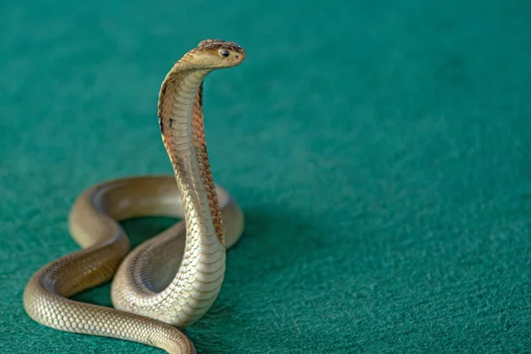 Large Snake Cobra Lies Rings Green Carpet Royalty Free Stock Photos