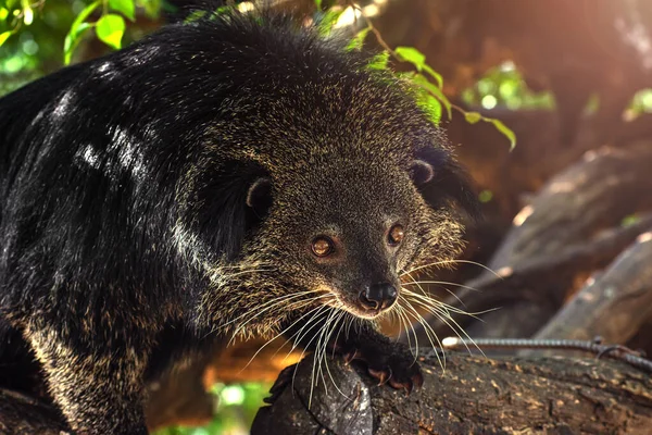 Binturong Également Connu Sous Nom Chat Ours Déplace Dans Les — Photo