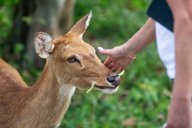 İnsan elini kapatır, sebze tutar, küçük, güzel geyikleri besler.