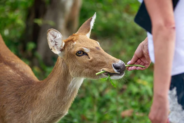 Close Menselijke Hand Houden Groente Aan Het Voeden Van Kleine — Stockfoto