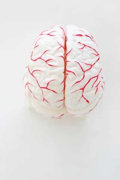 Mózgu. modelu ludzkiego mózgu — Zdjęcie stockowe