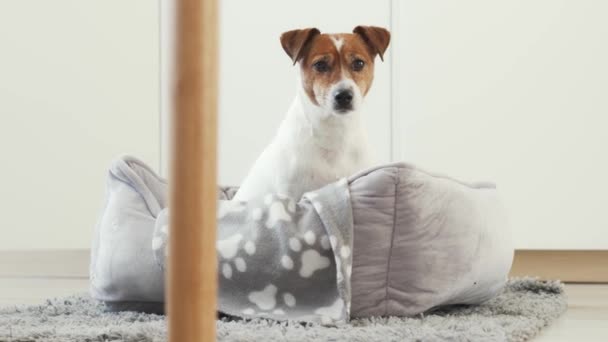 Jack Russel Terrier Cama Com Remendo Cabeça Cãozinho Amigável — Vídeo de Stock