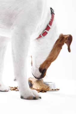 Köpek maması.