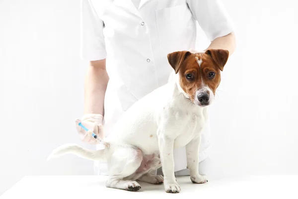 Dog on vaccination vet — Stock Photo, Image