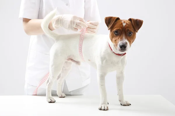 Dog at the vet — Stock Photo, Image