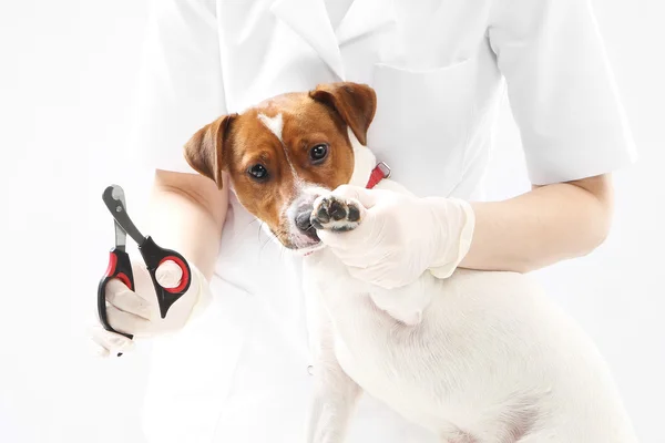 Filhote de cachorro para o veterinário, aparando garras — Fotografia de Stock