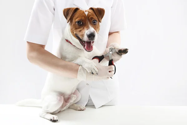 Puppy to the vet, trimming claws — Stock Photo, Image