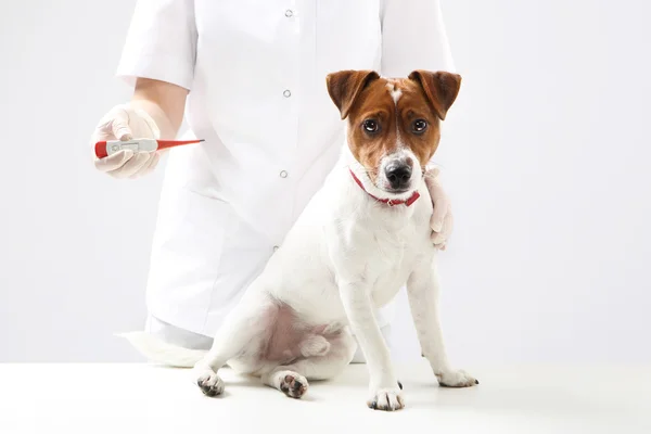 Sick dog, healthy dog, dog doctor — Stock Photo, Image