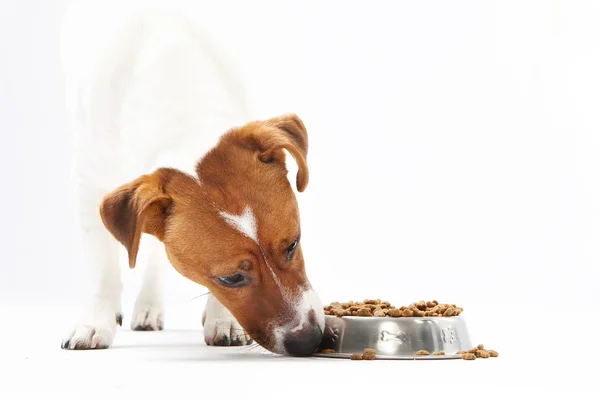 Dog eats food from a bowl Stock Picture