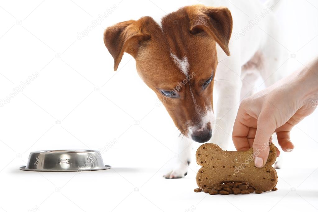 Dog eats food from a bowl