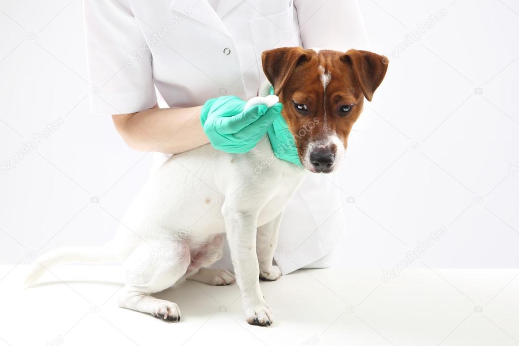 Dog at the vet. — Stock Photo © robertprzybysz 58775777