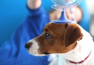Bir köpek ile tatil gezi planı nasıl?