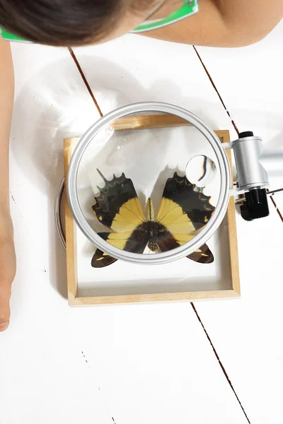 Butterfly, a young collector — Stock Photo, Image