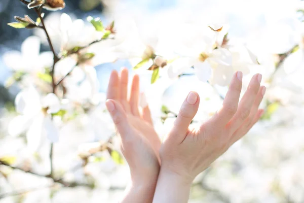 Delicate feminine hands — Stock Photo, Image