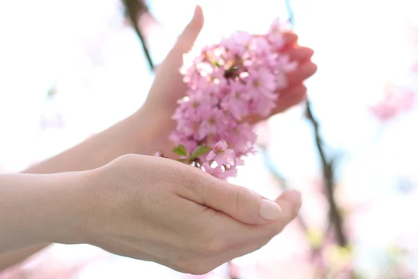 Fleurs de cerisier, beauté et délicatesse — Photo