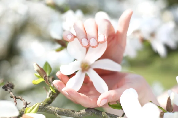 Magnolia, um belo arbusto de primavera — Fotografia de Stock