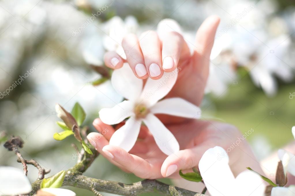 Magnolia, a beautiful spring shrub