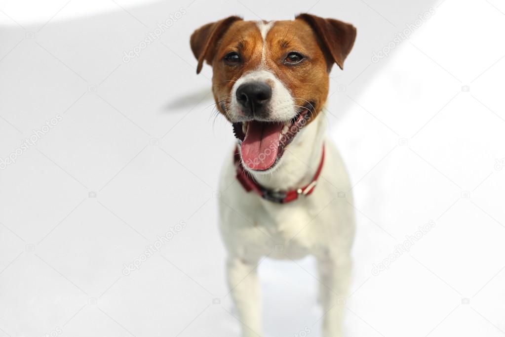 Jack Russell Terrier happy dog