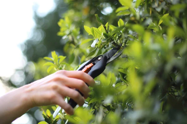 Euonymus, beskära växter — Stockfoto